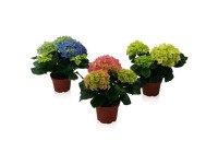 Zimmerhortensie verschiedene Farben Topf Ø ca. 10,5 cm Zimmerhortensie verschiedene Farben Topf Ø ca. 10,5 cm