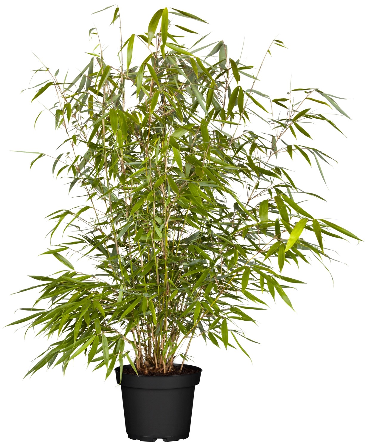 BambusMix assortiert Topf 2,5 l / Höhe 100 120 cm / 1 Stk. kaufen