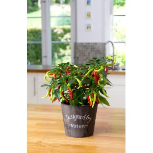 BLU Chili Flambinos en pot, env. 12 cm. Herbes de cuisine avec des gousses rouges et vertes.
