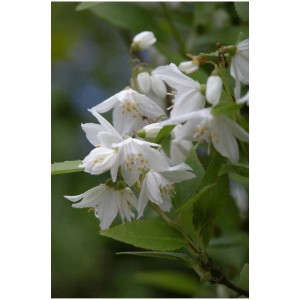 Primo piano di arbusto Deutzia gracilis con fiori bianchi e foglie verdi.