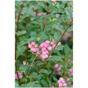 Symphoricarpos 'Magical Candy' con bacche rosa e foglie verdi in vaso (Ø 18 cm).