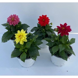 Dahlias Grow by OBI de différentes couleurs en pot (Ø 14cm) comme plantes de parterre et de balcon.