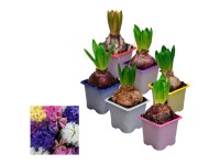 Garten-Hyazinthe Hyacinthus orientalis Farbmix Topf Ø 12 cm / 1 Stk.