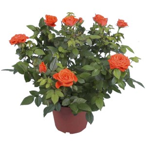 Mélange de roses en pot (Ø 15cm) avec des fleurs orange et des feuilles vertes.