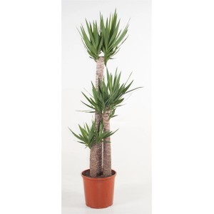 Yucca Elephantipes im Topf, eine pflegeleichte Großpflanze mit grünen Blättern.