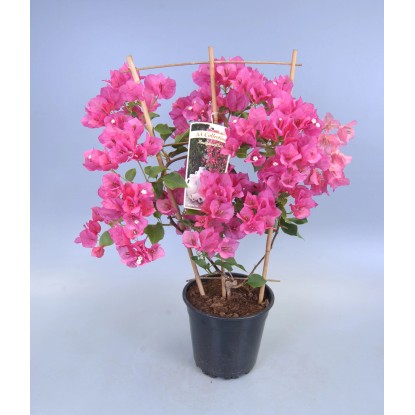 Bougainvillea am Spalier Ton Sur Ton kaufen bei OBI