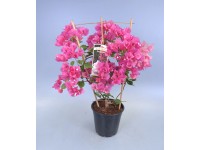 Bougainvillea am Spalier Ton Sur Ton