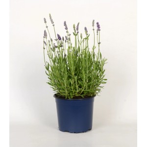 Lavande en fleurs (Lavandula Augustifolia Felice) dans un pot bleu de 17 cm.