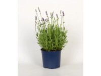 Lavendel bei OBI Alles für Heim, Haus, Garten und Bau