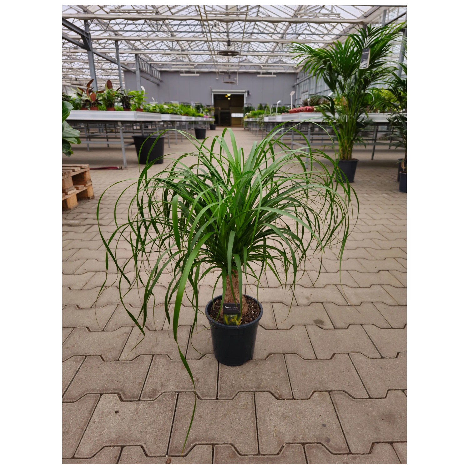 Elefantenfuss gerader Stamm Nolina recurvata Topf  17 cm