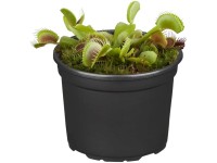 Venusfliegenfalle Dionea muscipula Grün Topf Ø ca. 8,5 cm