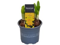 Narzisse Tete a Tete Narcissus Gelb Topf Ø 9 cm