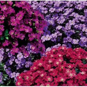 Aubrieta a cuscino fiorita in varie tonalità di viola e rosso.
