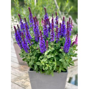 Blühender Steppen-Salbei Salvia nemorosa mit violett-blauen Blüten und grünem Laub im grauen Topf. Robuste Staude für Garten.