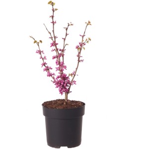 Albero di Giuda cinese Avondale in vaso con fiori rosa, alto circa 40 cm.