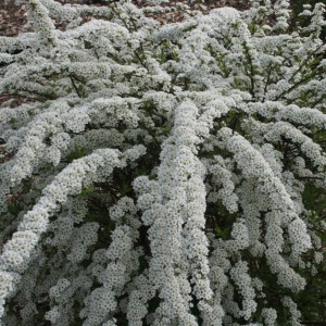 Spiraea japonica 'Snowmound' bianca in fiore in vaso da 10 l.