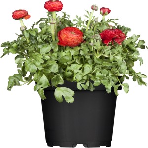 Mélange de renoncules en pot, sélection de couleurs. Renoncule comme plante de balcon et terrasse.