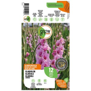 Grow by OBI Gladioli Zamora, lilla-rosa, 12 pezzi. Bulbi da fiore per aiuole e vasi.