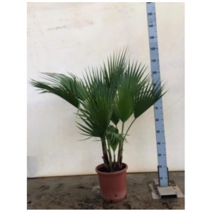 Palmier éventail Washingtonia robusta en pot, env. 140 cm de haut, avec des feuilles vertes en éventail.