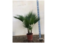 Fächerpalme Washingtonia robusta Topf Ø 30 cm / Höhe 140 cm