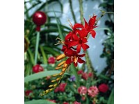 Garten-Montbretie Red King Crocosmia Rot Topf Ø 5 l