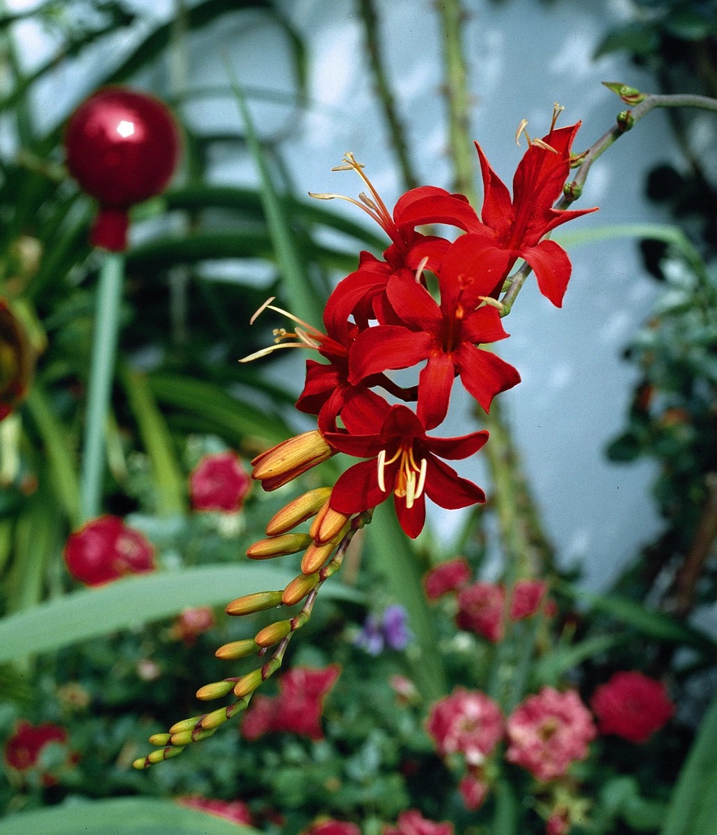 GartenMontbretie Red King Crocosmia Rot Topf Ø 5 l kaufen bei OBI