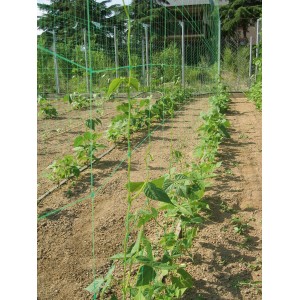 Filet de croissance vert Premium 10x2m avec plantes grimpantes dans un jardin.