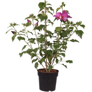 Ibisco da giardino 'Rose Moon' in vaso, alto circa 50 cm, con fiore rosa tenue e foglie verdi.