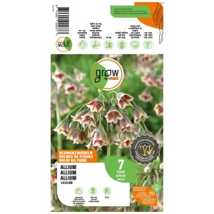 Bulbes d'ail d'ornement Nectaroscordum GROW by OBI, blanc/pourpre, 7 pièces, pour une hauteur de 80 cm.