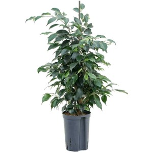 Ficus Danielle en hydroponie en pot, env. 90 cm de haut, avec des feuilles vertes.