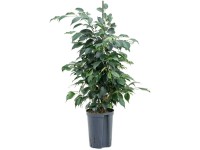 Hydropflanze Birkenfeige Ficus Danielle Topf Ø 15 cm / Höhe 90 cm
