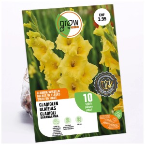 Confezione di gladioli gialli Bananarama, 10 bulbi da fiore per aiuole e bordure.