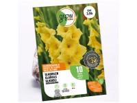 GROW by OBI Glaieul Bananarama Jaune / 10 pcs
