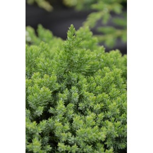 Primo piano del ginepro nano verde Nana in vaso da 3,7 l.