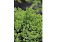 Zwergwacholder Nana Grün Topf 3,7 l