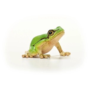 Schleich Wild Life rana verde, statuetta dettagliata per bambini.