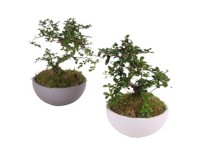 Bonsai-Mix S-Form Topf Ø 22 cm / 1 Stk.