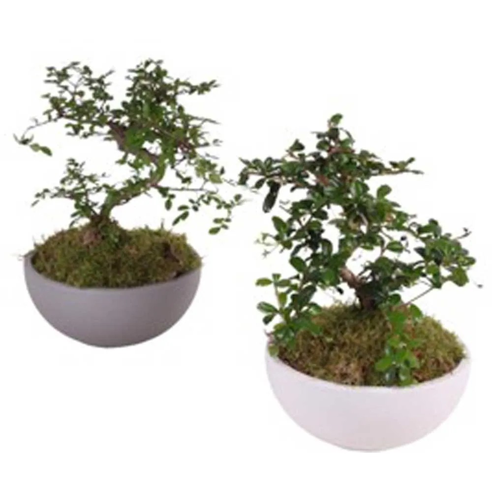 Bonsai-Mix S-Form Topf  22 cm / 1 Stk.
