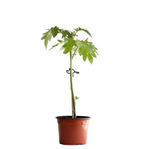 Plant de tomate charnue bio en pot (9 cm) pour jardin ou balcon.