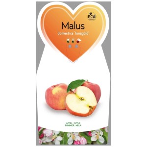 Pommier bio Jonagold en pot avec pommes et fleurs.