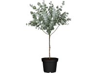 Kübelpflanze Eukalyptus Azura Stämmchen Eucalyptus gunnii Topf Ø 15 cm