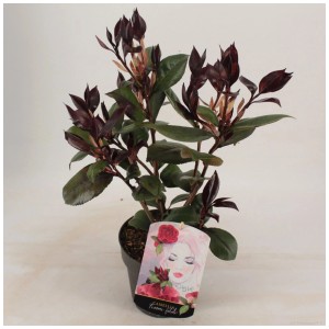 Camelia 'Femme Fatale' in vaso (Ø 15cm), fiori rosso scuro, pianta da vaso resistente.