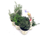 Gewürze aus Italien im 6er Tray Topf-Ø 9 cm