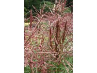 China-Schilf Verschiedene Sorten 5 l China-Schilf Verschiedene Sorten 5 l