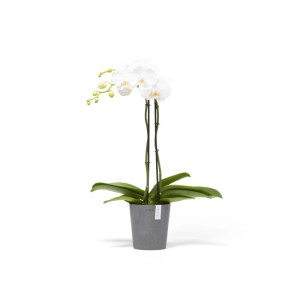 Pot pour orchidées Ecopots Morinda, gris, 14 cm, avec orchidée blanche. Idéal pour l'intérieur et l'extérieur.