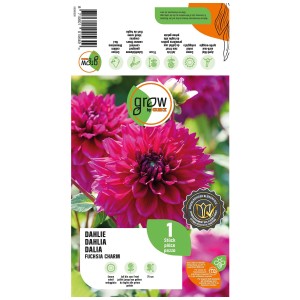 Grow by OBI Dalia Fuchsia Charm, fiore rosa brillante. Bulbo per aiuole e vasi.