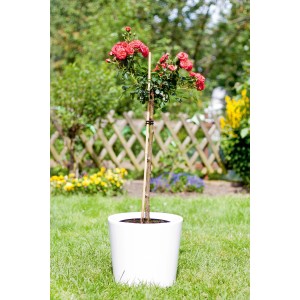 Rosa in vaso, sostenuta da un bastoncino di bambù da 60 cm come tutore in giardino.