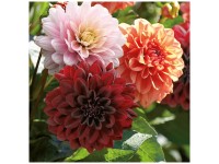 Grow by OBI Dahlien Twilight Dream Mixed 3 Stk. Grow by OBI Dahlien Twilight Dream Mixed 3 Stk.