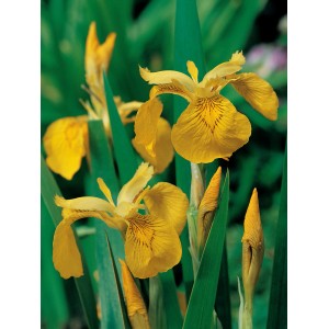 Iris gialla (Iris pseudacorus) in vaso, pianta decorativa per laghetti.