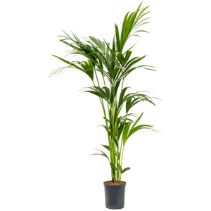 Pianta idroponica Kentia (Howea forsteriana) in vaso, altezza circa 140 cm.